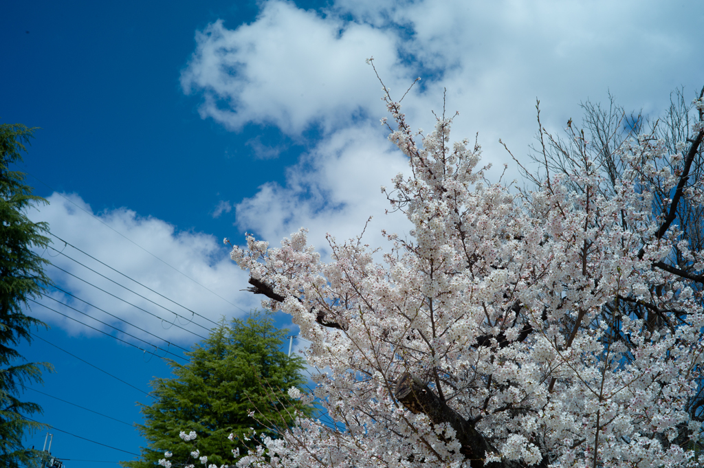 亀みたいな雲