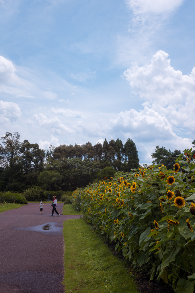 夏の主役