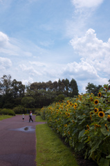 夏の主役