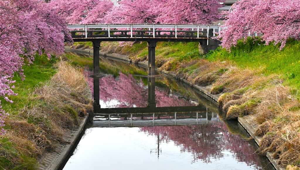 清らか