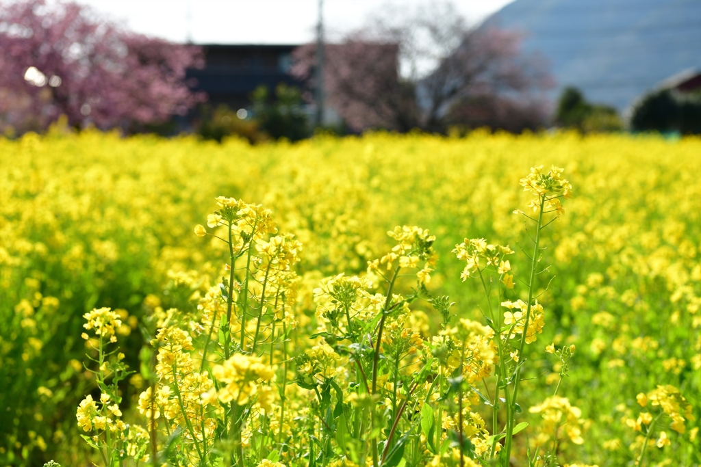 菜の花畑