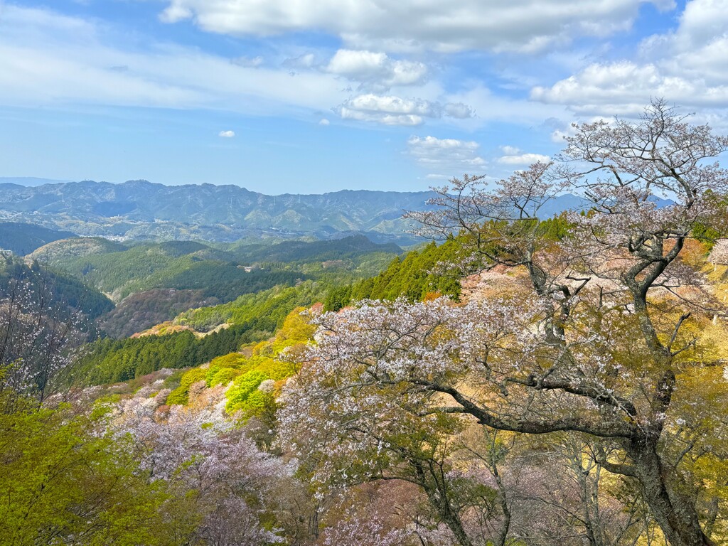 桜3