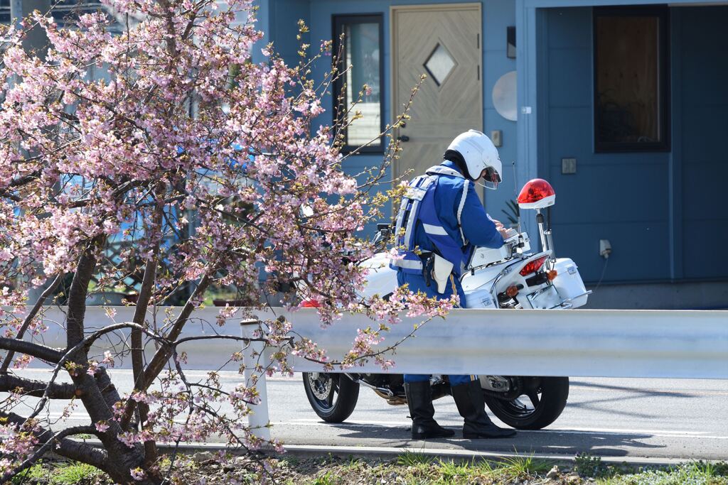 河津桜 横にて