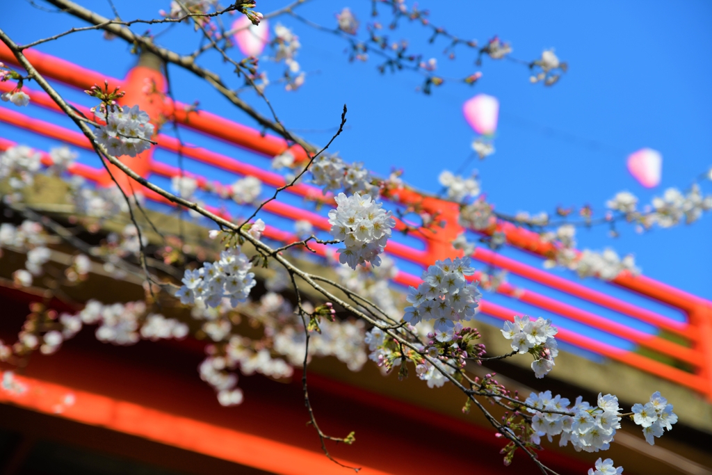 桜求めて5
