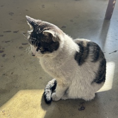 しれっと