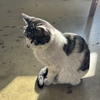 しれっと