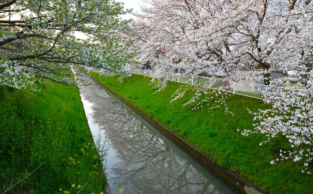 くっきり