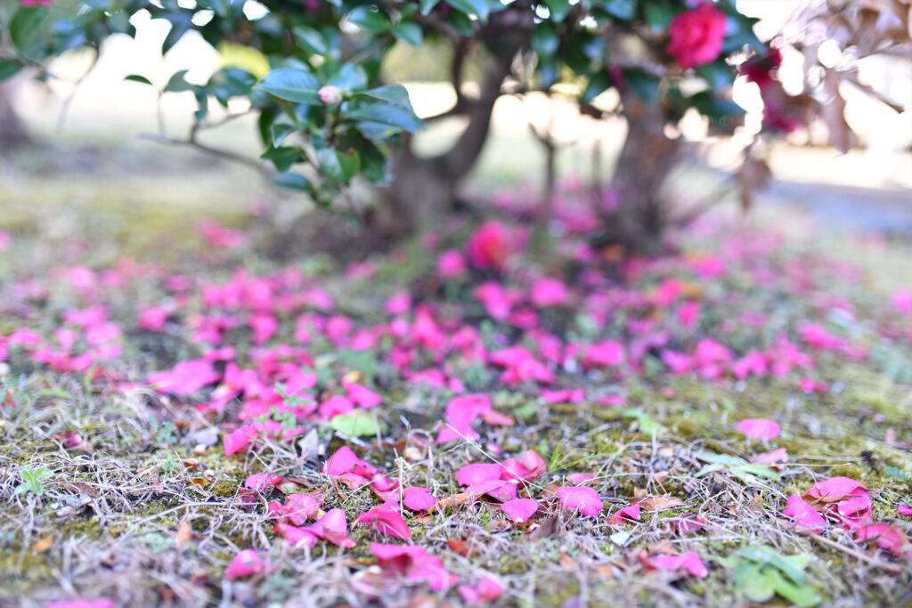 花びら落ちる