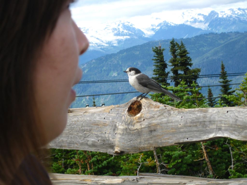 ウィスラーマウンテンで鳥と