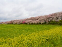 桜求めて5