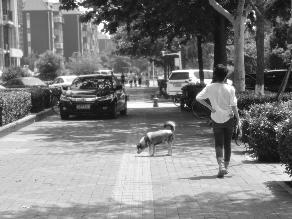 犬と散歩