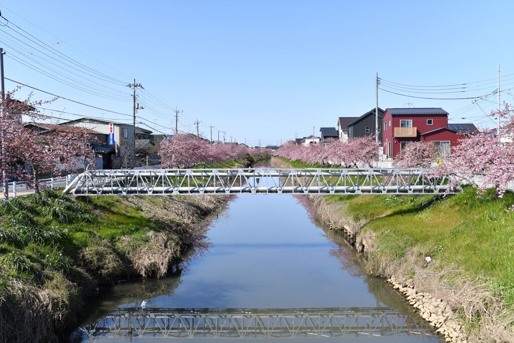 河津桜♫♪