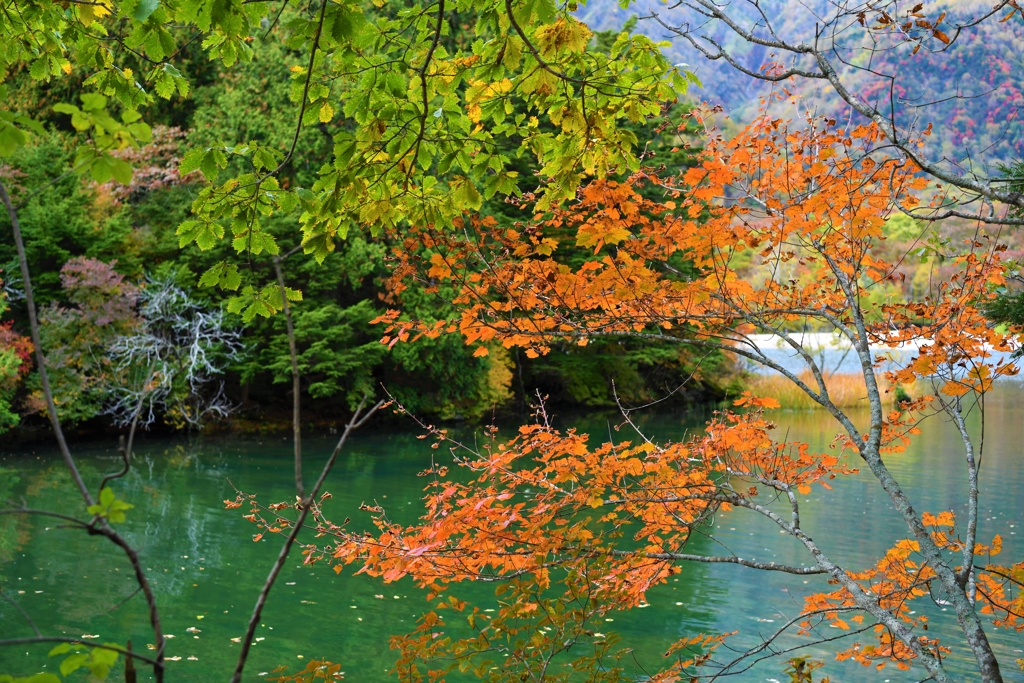 紅葉3
