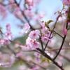 伊豆・河津桜♫♪