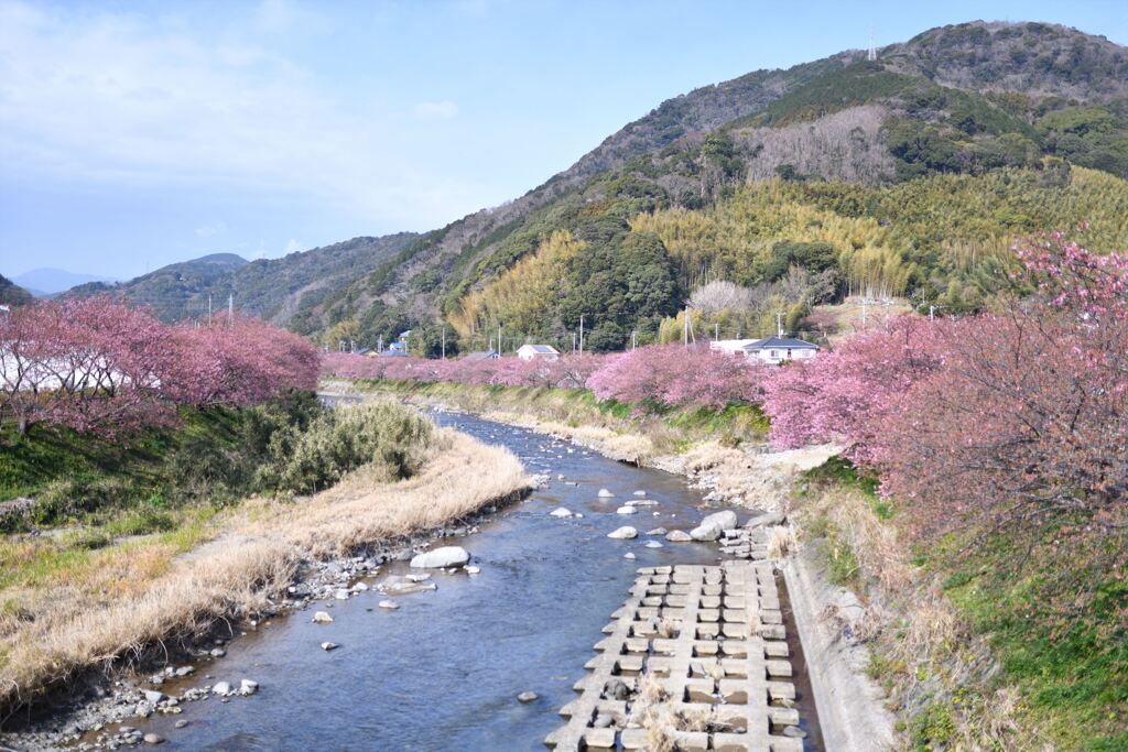 伊豆・河津桜♫♪