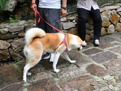 犬も登山