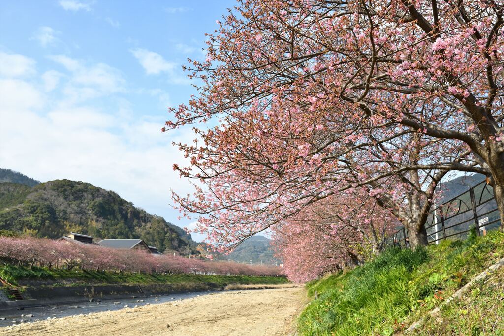 伊豆・河津桜♫♪