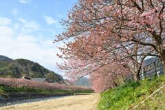 伊豆・河津桜♫♪