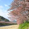 伊豆・河津桜♫♪