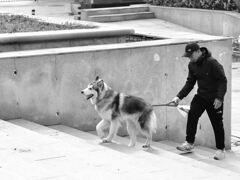 犬に引かれながら