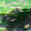 優雅に