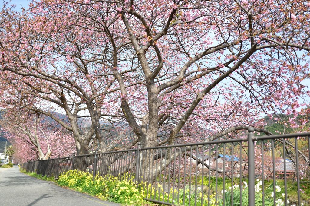伊豆・河津桜♫♪