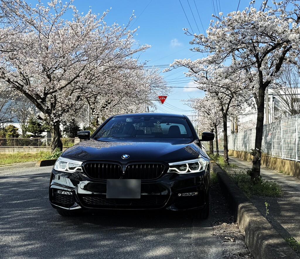 桜と