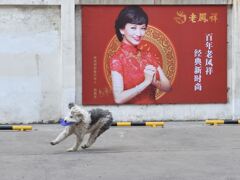 フリスビー犬