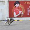 フリスビー犬