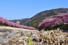 河津桜