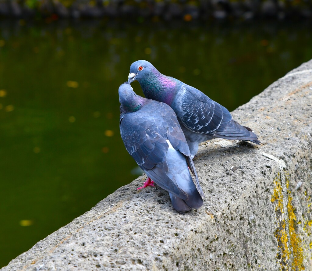 ラブラブな