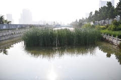 お散歩にて