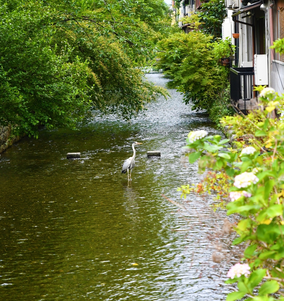 横から