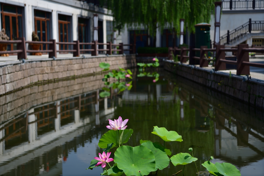 白壁　水　花