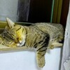 ぐっすり