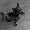 お利口な犬