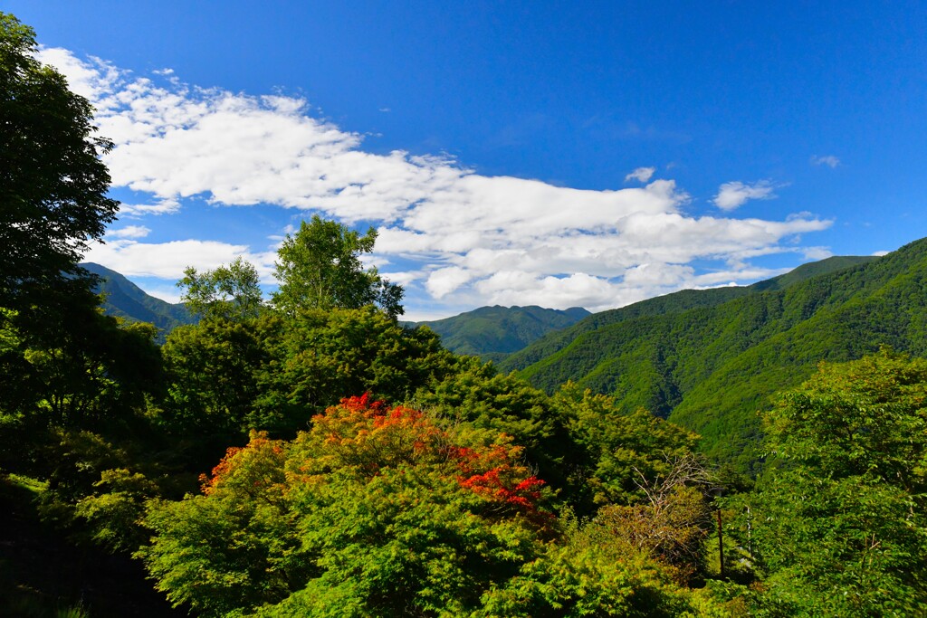 ちょい紅色