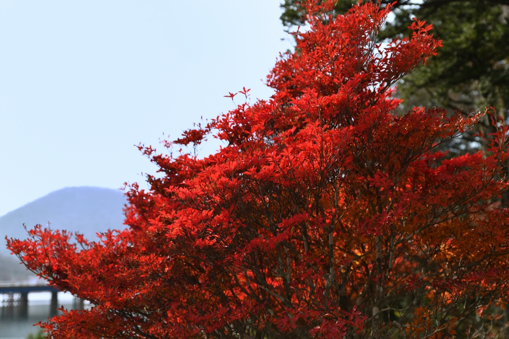 紅