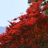 紅