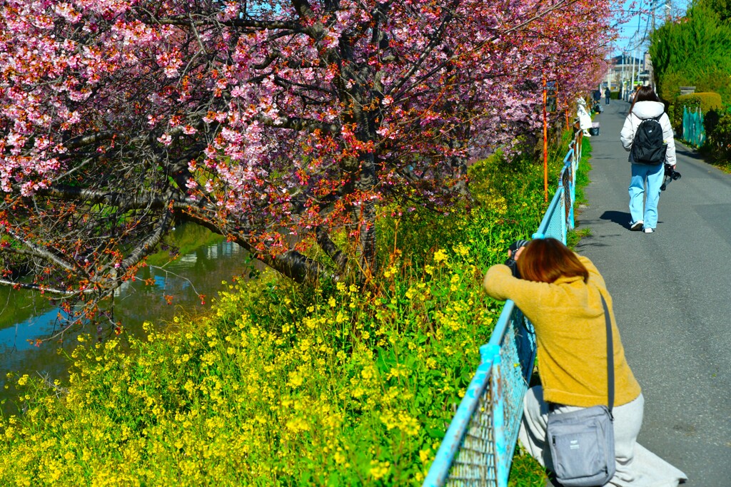菜の花と