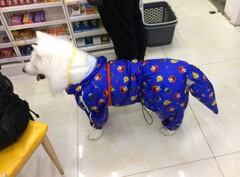 犬もレインコート♫♪