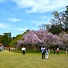 桜2