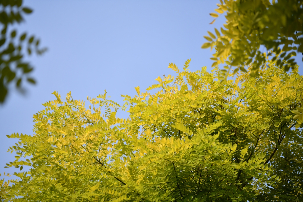 木陰から青空