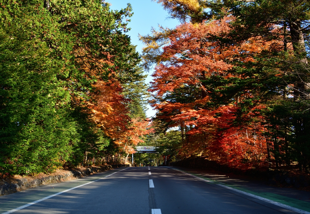 お気に入りの道