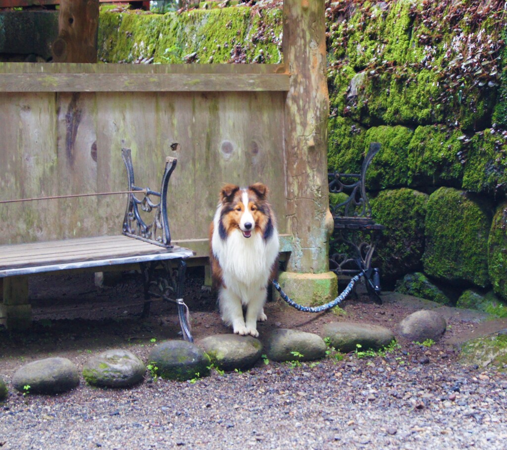 お利口さん