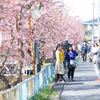 河津桜♪