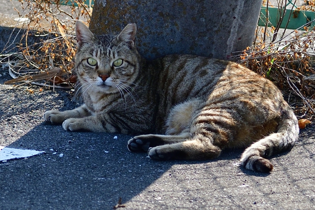 日陰にて