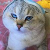 仲間入り