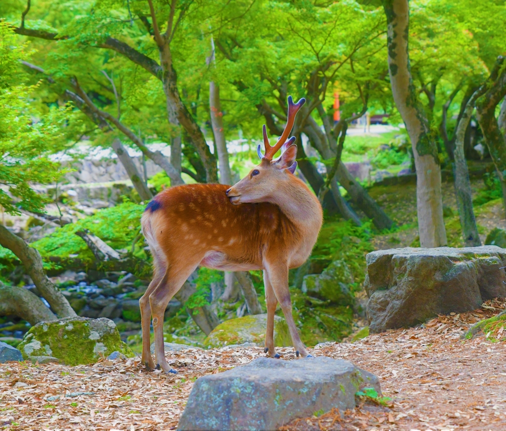 柔らかっ