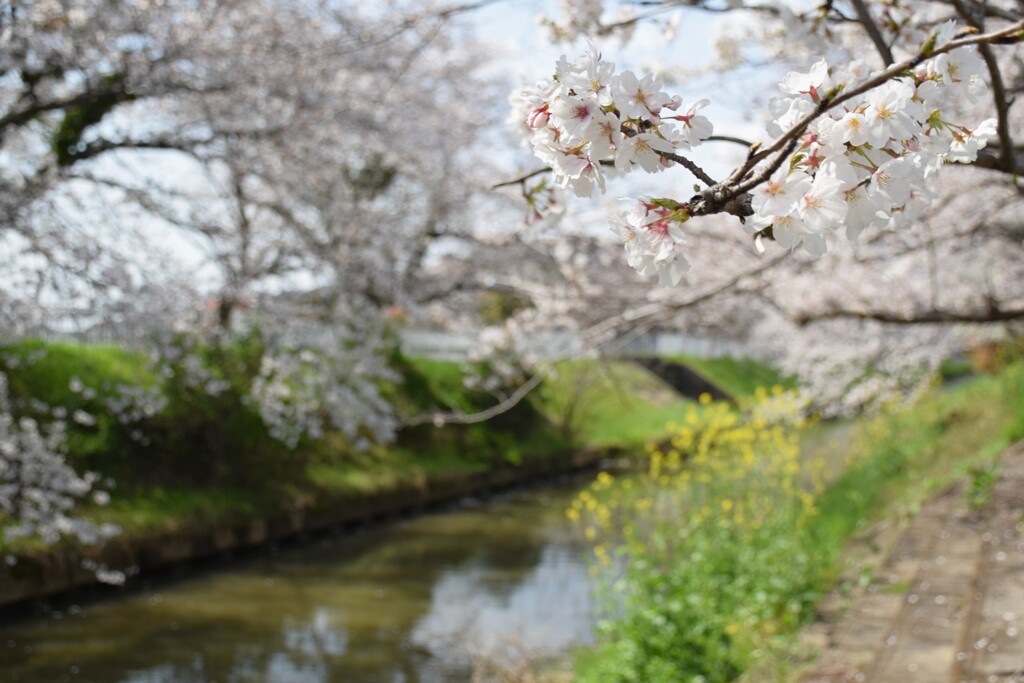 さりげなく